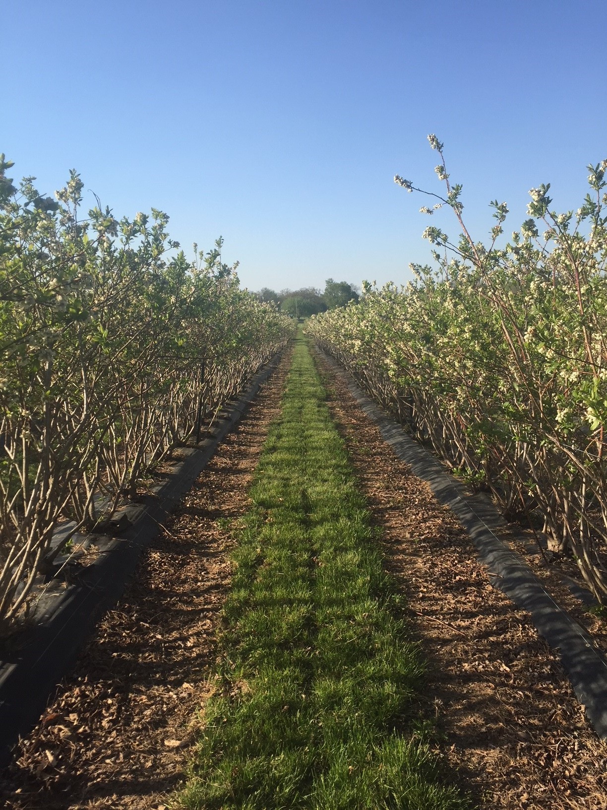 Two rows of blueberries in bloom  with dead weeds/grass surrounding the plantings between the rows