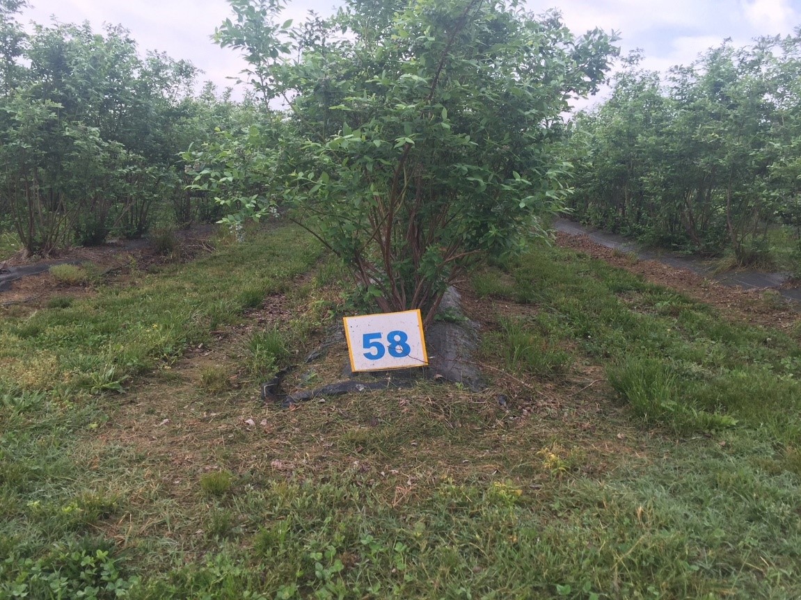 The beginning of a row of blueberries with a fair amount of weeds growing around the plantings