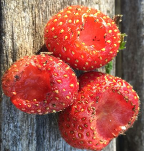 slug damage to a strawberry fruit