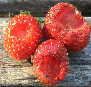 Photo of 3 strawberries with signs of slug feeding damage 