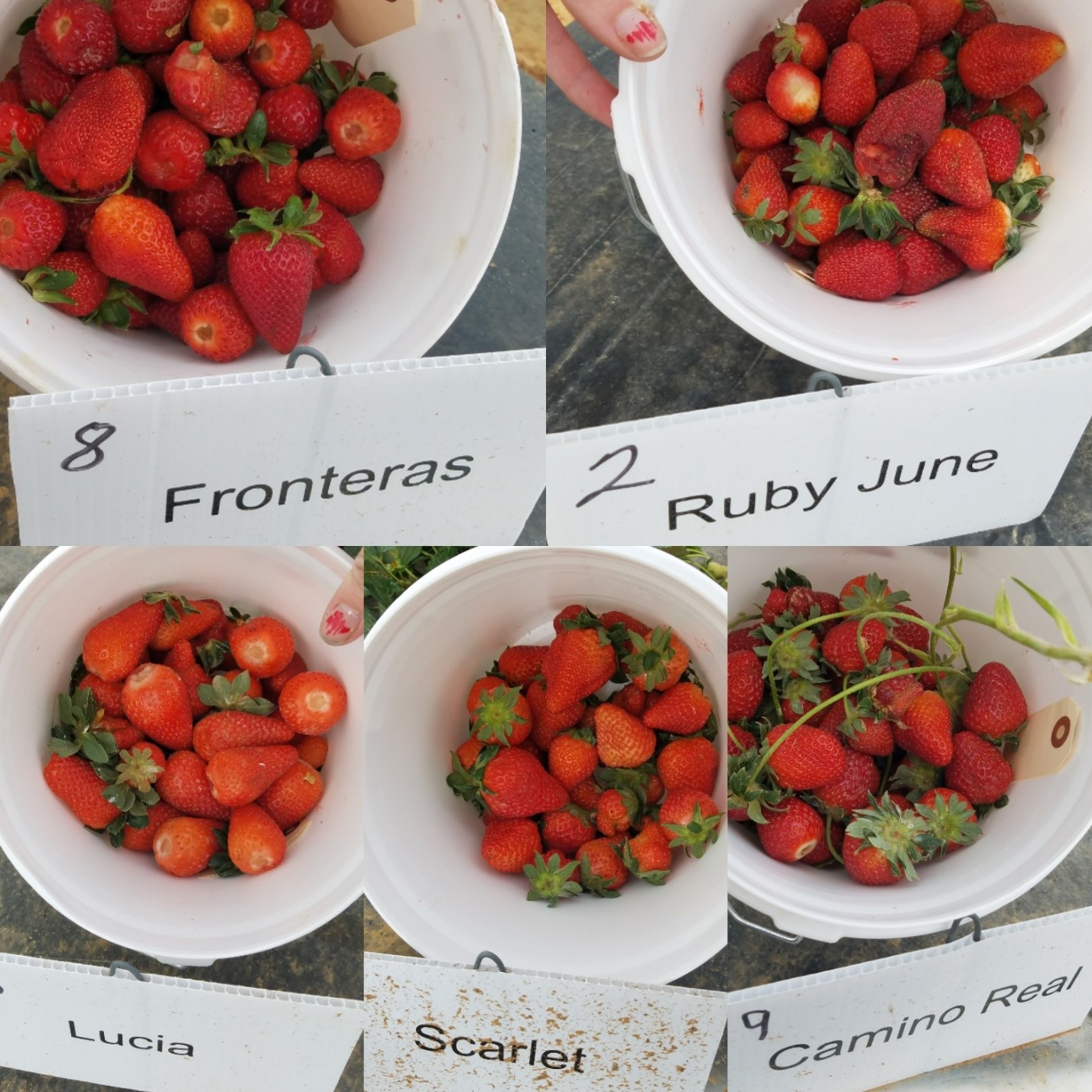 Comparison of Variety Berry Size and Shape