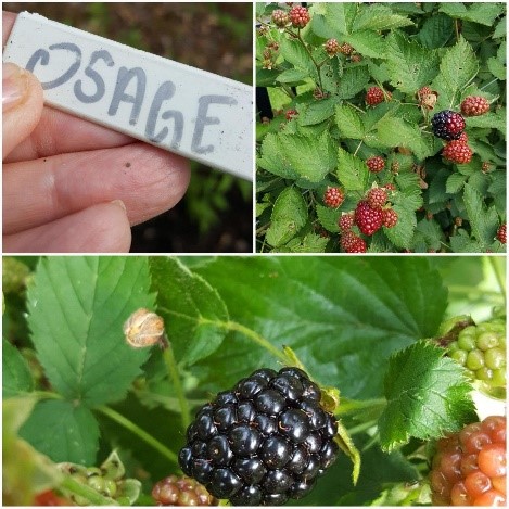 Photo collage of a ripened Osage blackberry hanging on a blackberry plant with the photo above it showing the variety of blackberry and another photo of unripened red blackberries hanging off of a blackberry plant