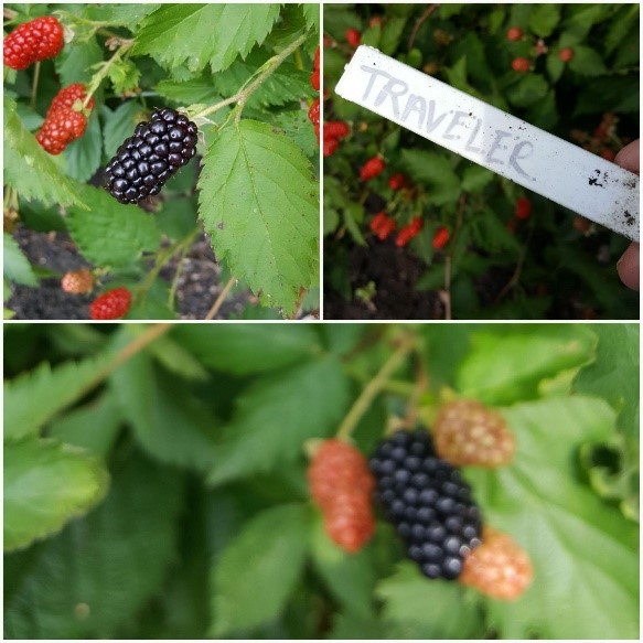 Photo a ripened Prime-Ark Traveler blackberry next to red unripened berries all hanging on a blackberry plant with the photo next to it showing the variety of blackberry