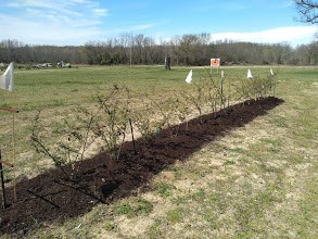 Photo of a single row of young blackberry plants marked off by variety with white flags