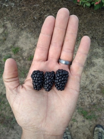 Photo of three blackberries being held in the palm of a hand 