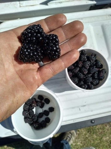 Photo of blackberries being held in the palm of someone's hand with two buckets full of harvested blackberries beneath on the bed of a truck