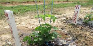 Zeus hops plant with three shoots being trained up long twine