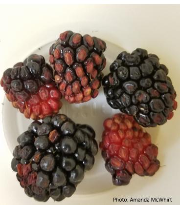 A group of blackberries that are discolored with hardened or shriveled drupelets