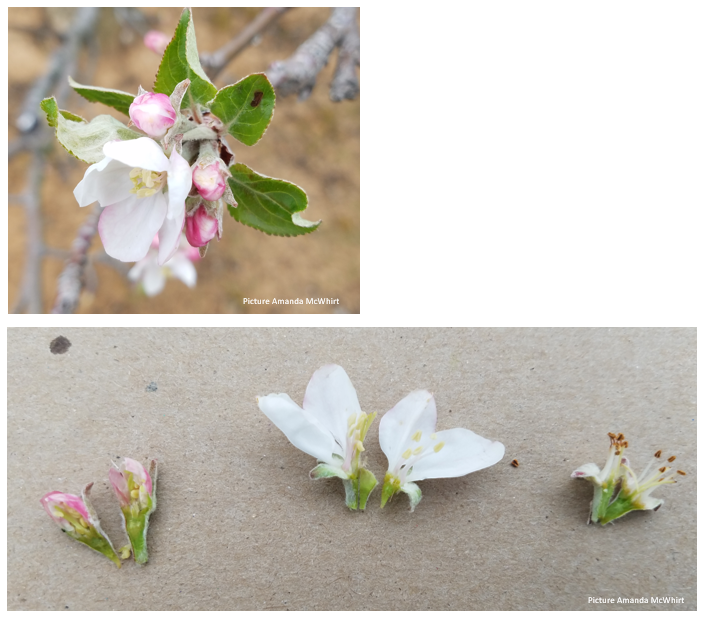 apple blossom, no cold damage