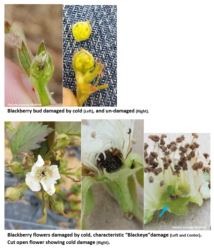 stages of blackberry blooms affected or not by cold damage