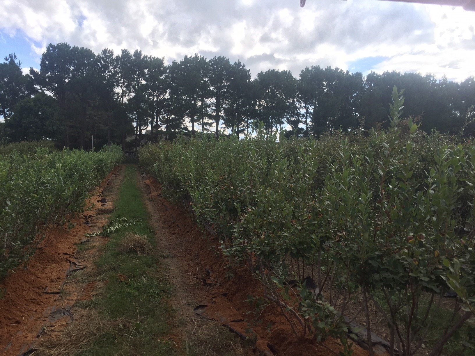 Two rows of blueberries with a path in the middle during the fall. Plants have green leaves and grey wood
