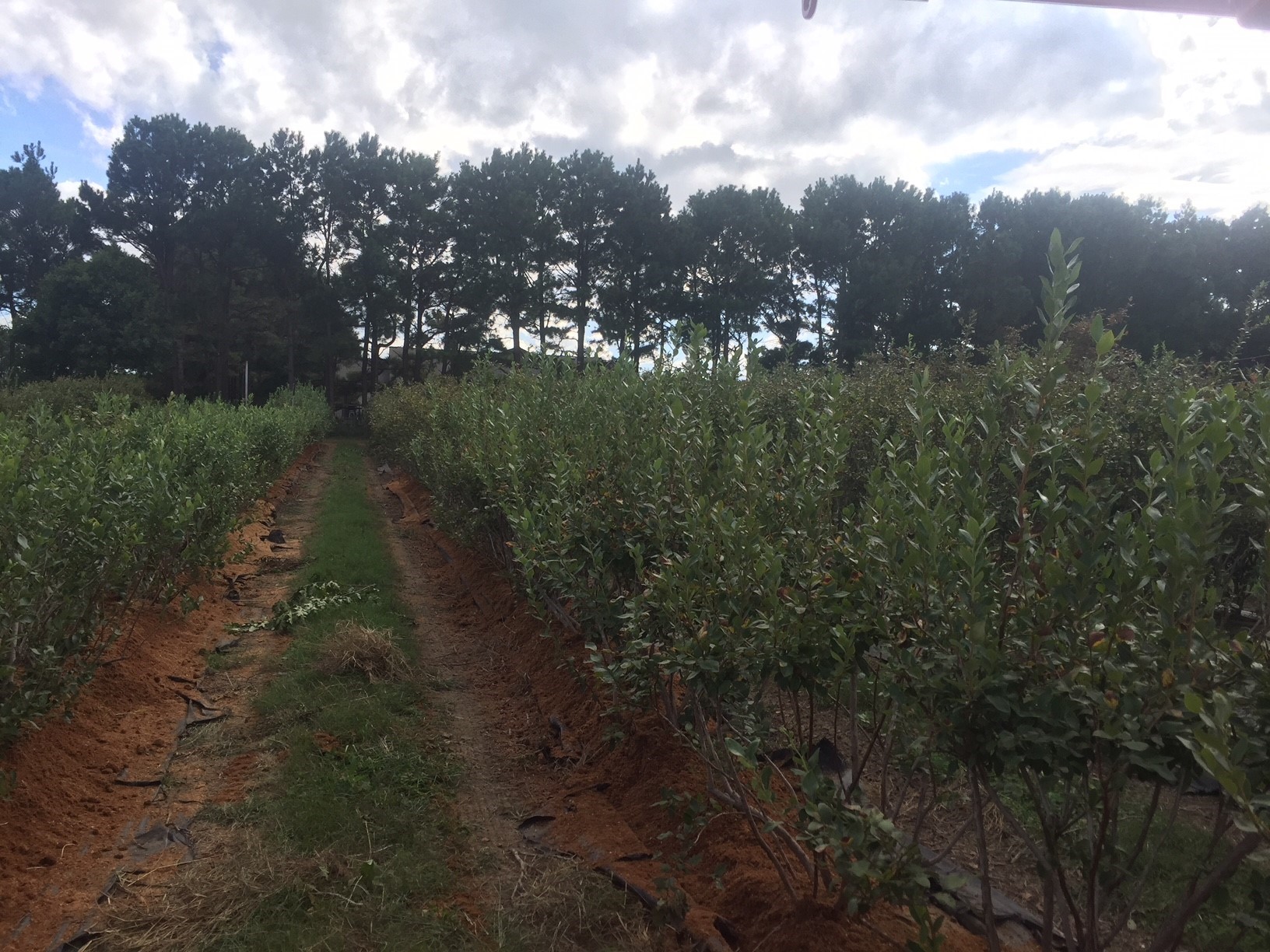 Fall blueberries new growth Two rows of blueberries with a path in the middle during the fall. Plants have green leaves and grey wood