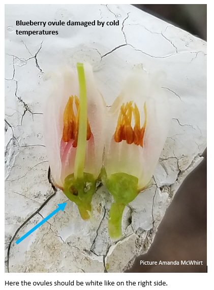 blueberry flower cut open to see cold damage