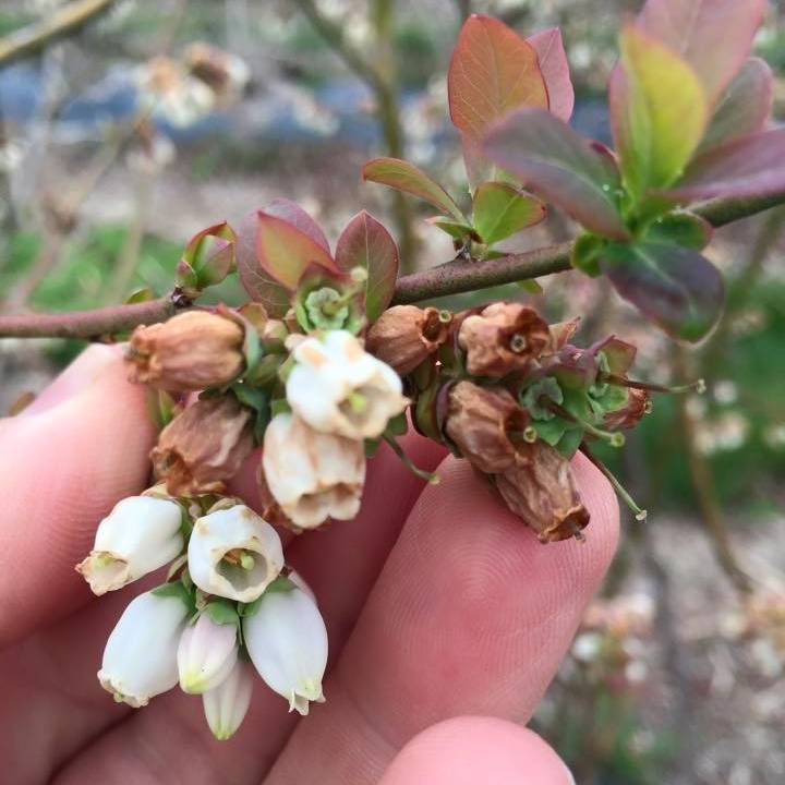 A close up of a mix of blueberry flowers. Small white healthy flowers and brown shriveled flowers that were damanged by the cold. 