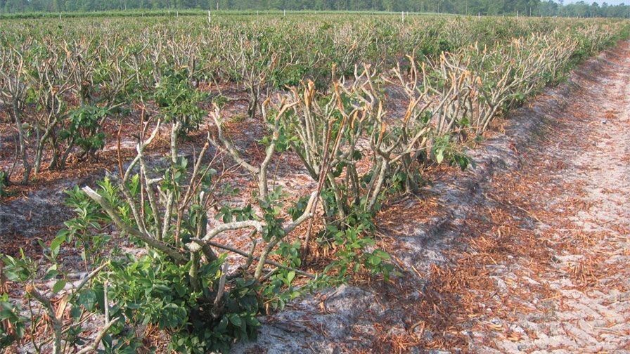 Blueberries mow cut Rows of blueberries with a mowing cut