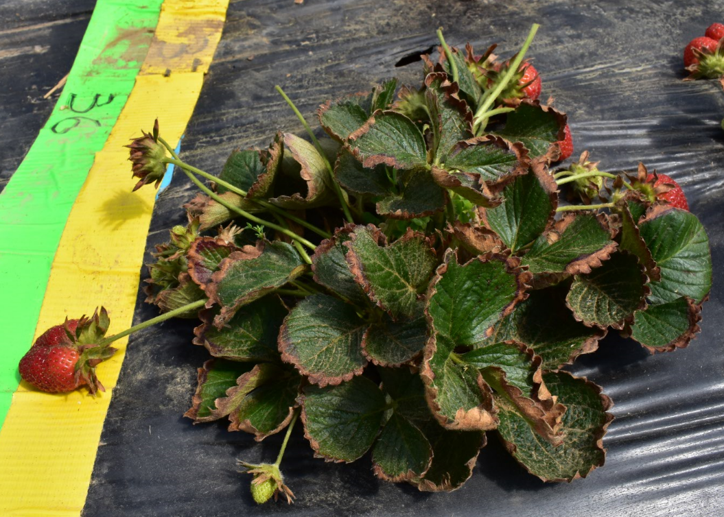 boron toxicity burn on leaf edge