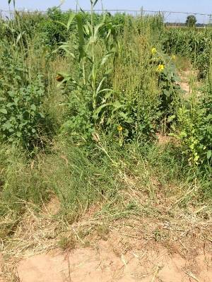 Sparse sunflowers grown in a plot filled with other weeds