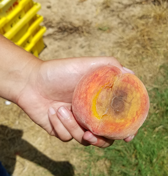 peach rot