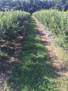 Middle row between two blueberry row plantings