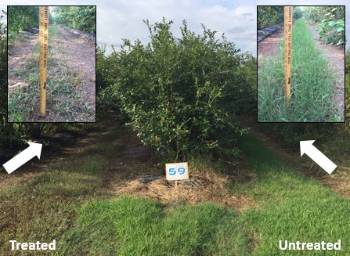 Three blueberry row plantings with one row middle having taller weeds than the other also with close up photos of the grass next to a ruler showing grass height on the upper right andl left hand corners of the photo