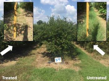 Three blueberry row plantings with one row middle having taller weeds than the other also with close up photos of the grass next to a ruler showing grass height on the upper right andl left hand corners of the photo