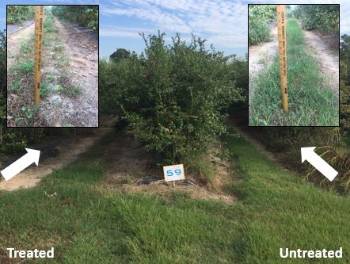 Three blueberry row plantings with one row middle having taller weeds than the other also with close up photos of the grass next to a ruler showing grass height on the upper right andl left hand corners of the photo