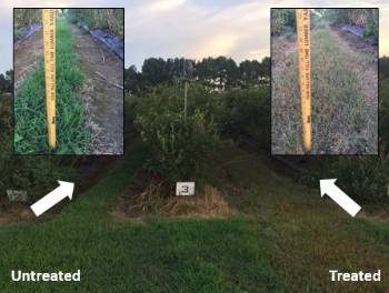 Three blueberry row plantings with one row middle having taller weeds than the other also with close up photos of the grass next to a ruler showing grass height on the upper right andl left hand corners of the photo