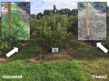 Three blueberry row plantings with one row middle having taller weeds than the other also with close up photos of the grass next to a ruler showing grass height on the upper right andl left hand corners of the photo