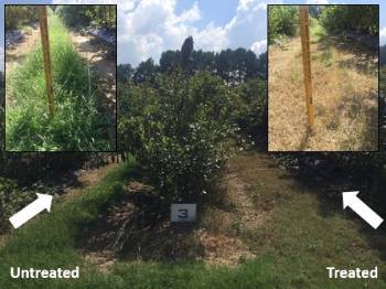 Three blueberry row plantings with one row middle having taller weeds than the other also with close up photos of the grass next to a ruler showing grass height on the upper right andl left hand corners of the photo