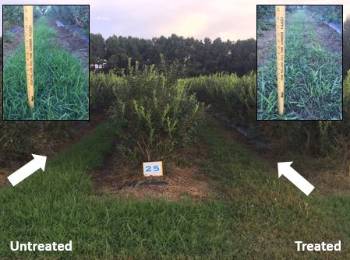 Three blueberry row plantings with one row middle having taller weeds than the other also with close up photos of the grass next to a ruler showing grass height on the upper right andl left hand corners of the photo