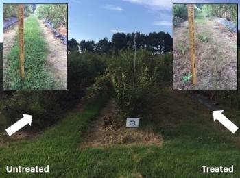 Three blueberry row plantings with one row middle having taller weeds than the other also with close up photos of the grass next to a ruler showing grass height on the upper right andl left hand corners of the photo