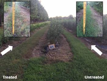 Three blueberry row plantings with one row middle having taller weeds than the other also with close up photos of the grass next to a ruler showing grass height on the upper right andl left hand corners of the photo