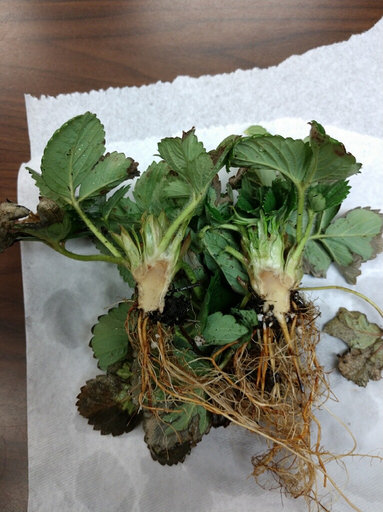 darkening of the internal crown strawberry cold damage
