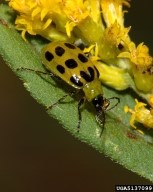 close up of a green spotted cucumber beetle feeding on a cucurbit plant