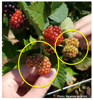 A group of blackberries on a plant with two berries highlighted by a yellow circle showing how the fruit split into two smaller berries