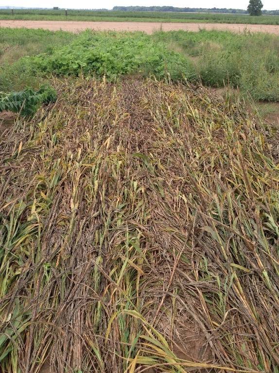 Pearl millet mat that's partially still green with vegetation growing behind it after roller crimped