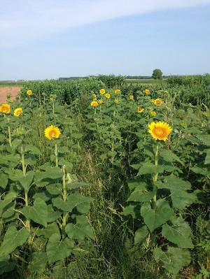 Rows of sunflowers with yellow petals and orange faces on a sunny day.