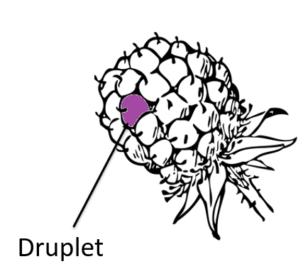 blackberry druplet diagram