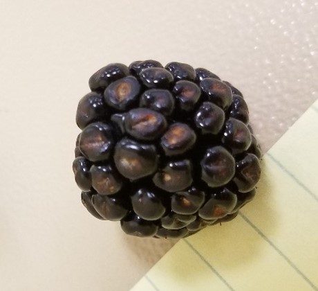 A single ripened blackberry with dried spots on the drupelets