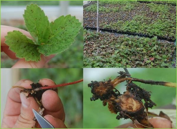 Photo collage of the symptomology of strawberry anthracnose crown rot
