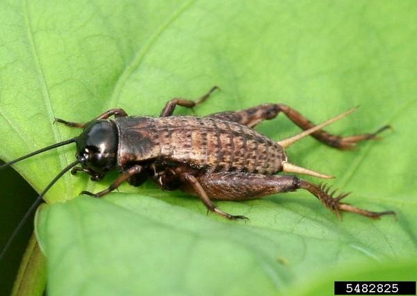 Close up of a field cricket