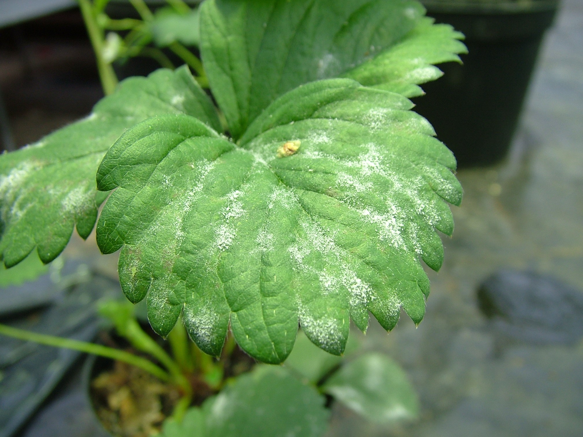 Close up photo of powdery mildew on a strawberry leaf