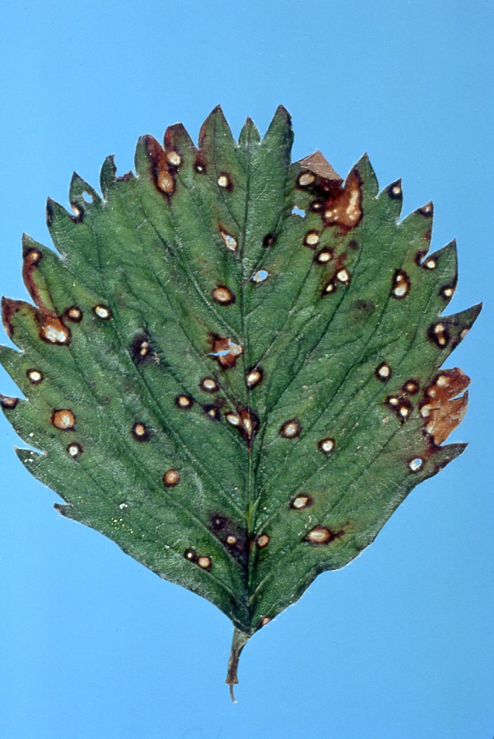 Close up of a strawberry leaf with dark ringed holes throughout