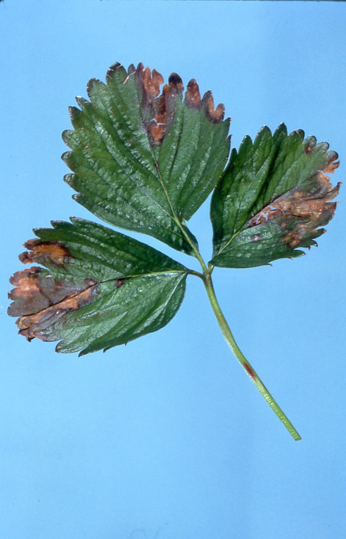 Close up of a strawberry leaf with browning 
