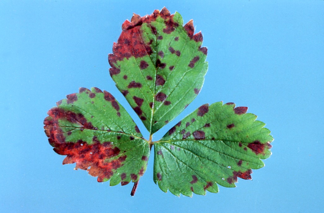 Close up of a strawberry leaf with dark reddish brown splotches