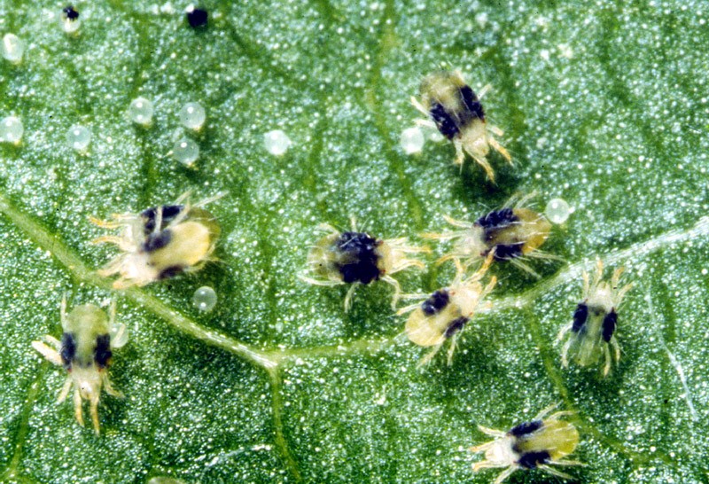 Close up of black and light green mites and opaque eggs on a strawberry leaf