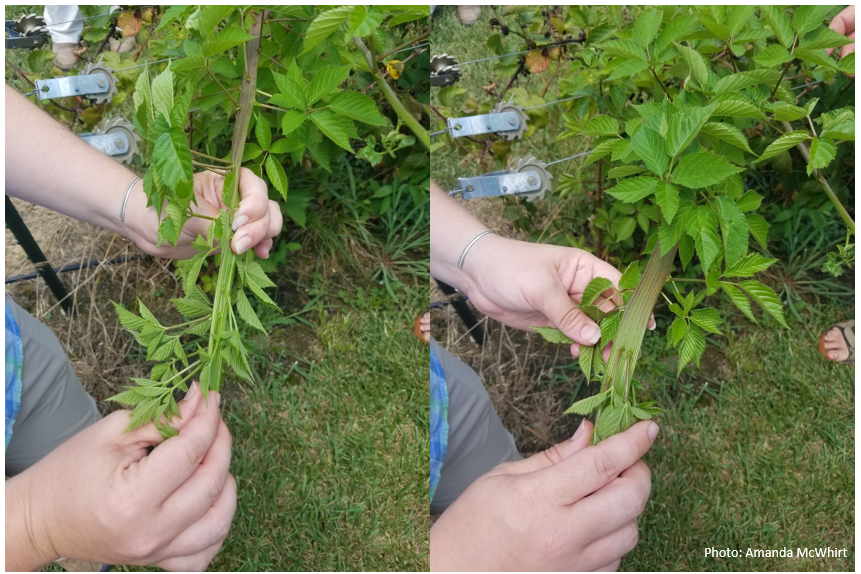 fasicated, flatened blackberry cane