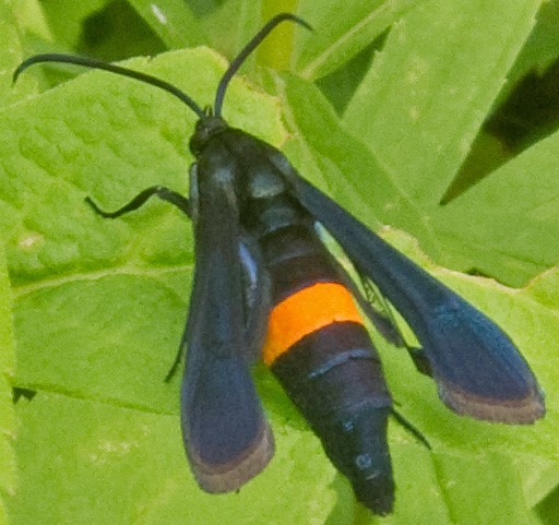 female peachtree borer