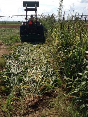 Tractor partially mowing down tall hand broadcast pearl millet on a sunny day 