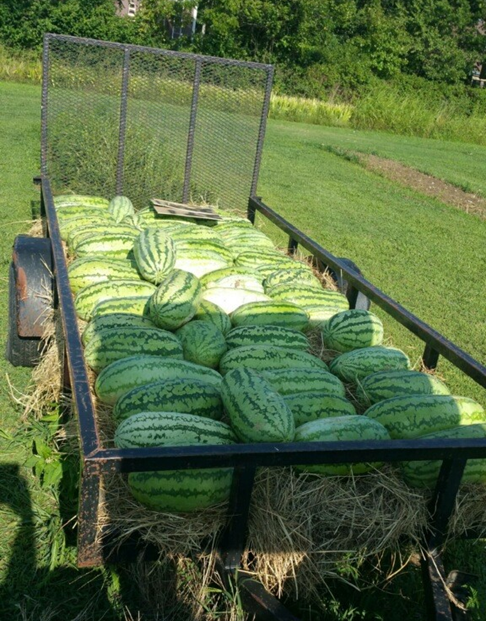 A trailer with hay at the bottom filled with harvested watermelons
